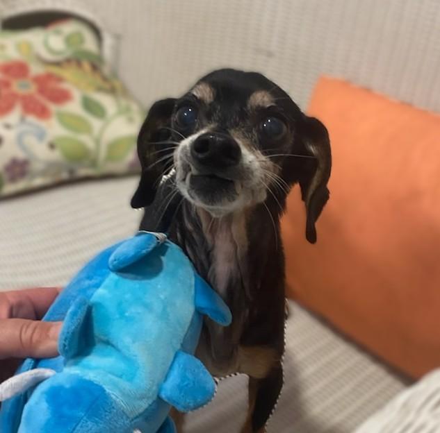 Fang, adopted, Senior Male Dachshund.