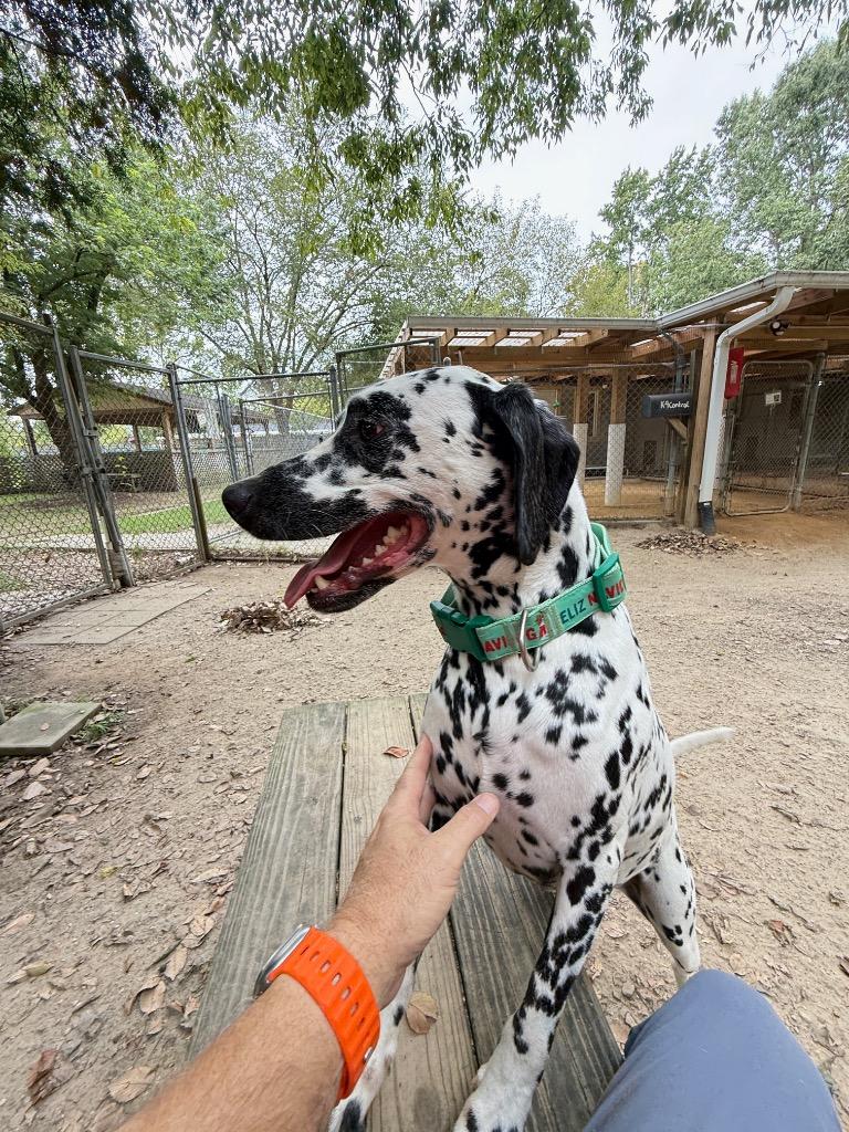 Enlarge Bolt, a Adoptable Dalmatian in Hampton, VA image 1/3