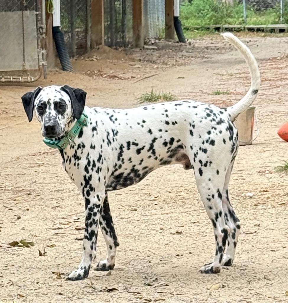 Enlarge Bolt, a Adoptable Dalmatian in Hampton, VA image 2/3