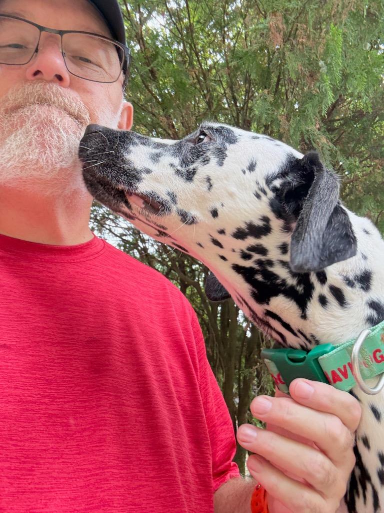Enlarge Bolt, a Adoptable Dalmatian in Hampton, VA image 3/3