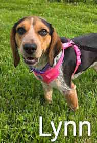 Enlarge Lynn, an adopted Beagle in Atco, NJ image 1/1