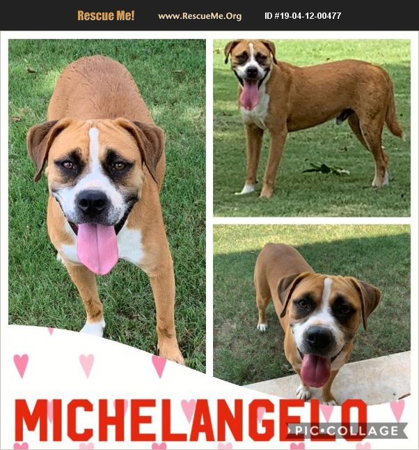 Michelangelo, a Adoptable mixed breed in Ashdown, AR image 1/10