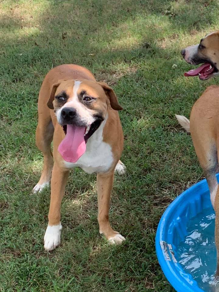 Michelangelo, a Adoptable mixed breed in Ashdown, AR image 2/10