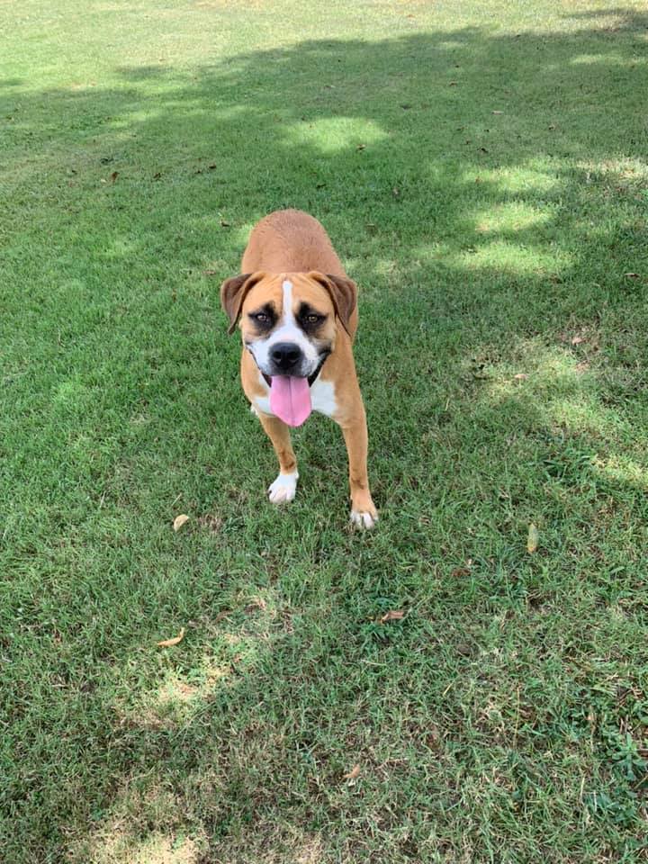 Michelangelo, a Adoptable mixed breed in Ashdown, AR image 3/10