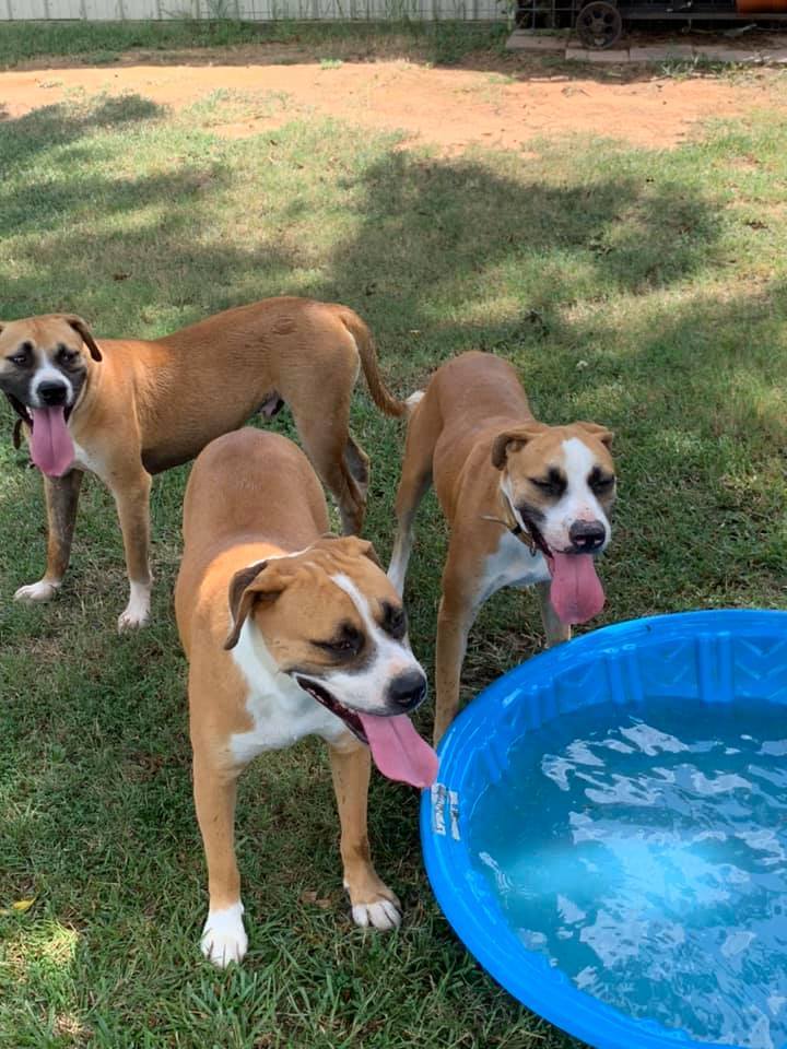 Michelangelo, a Adoptable mixed breed in Ashdown, AR image 4/10