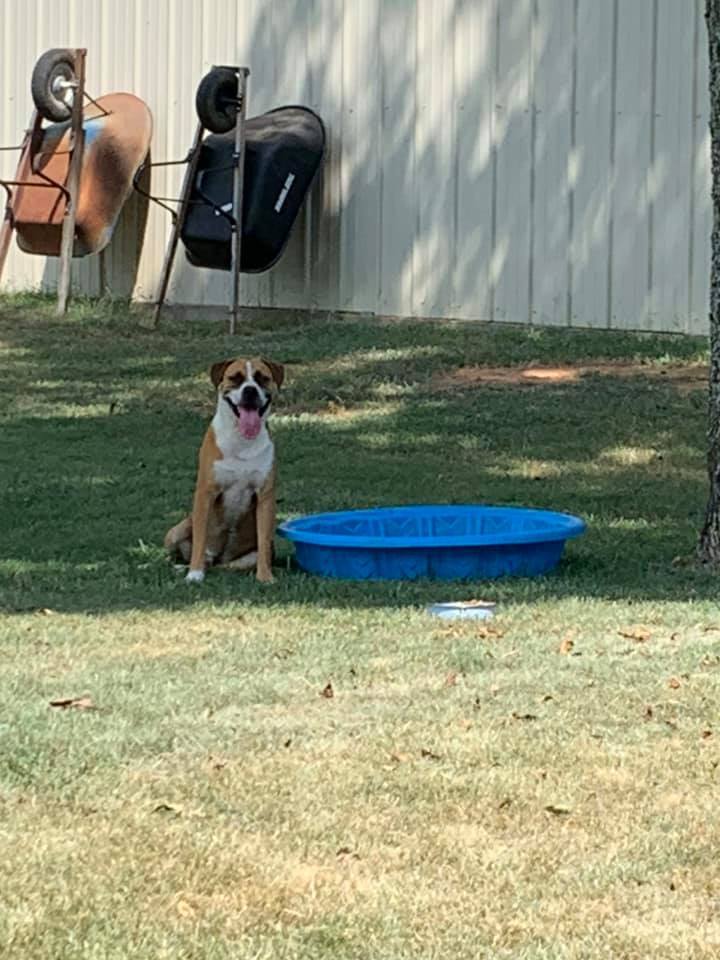 Michelangelo, a Adoptable mixed breed in Ashdown, AR image 5/10