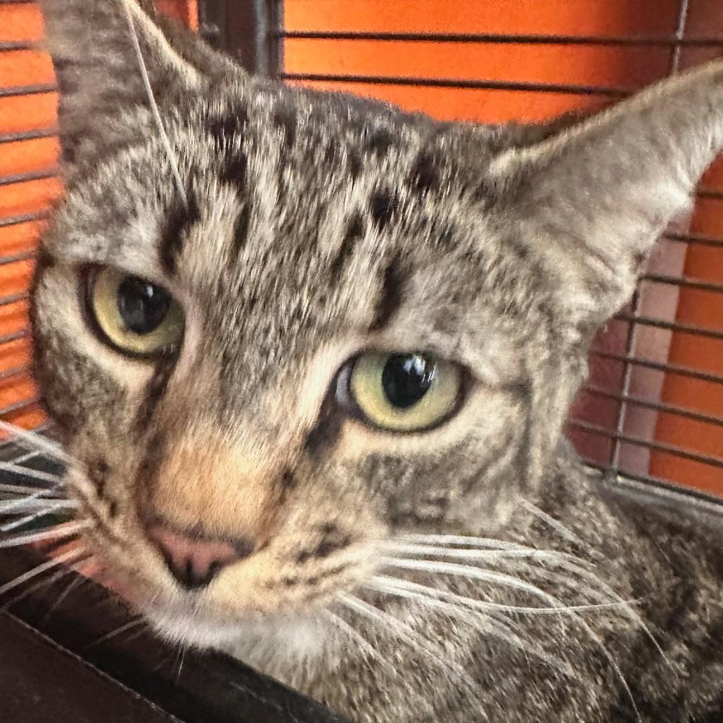 Bob, Adoptable, Adult Male Domestic Short Hair.