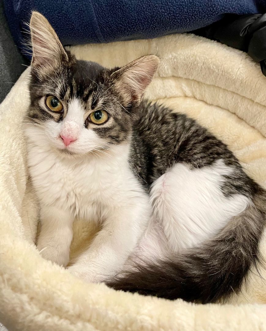 Enlarge Luna, a Adopted Domestic Medium Hair in Round Rock, TX image 3/6