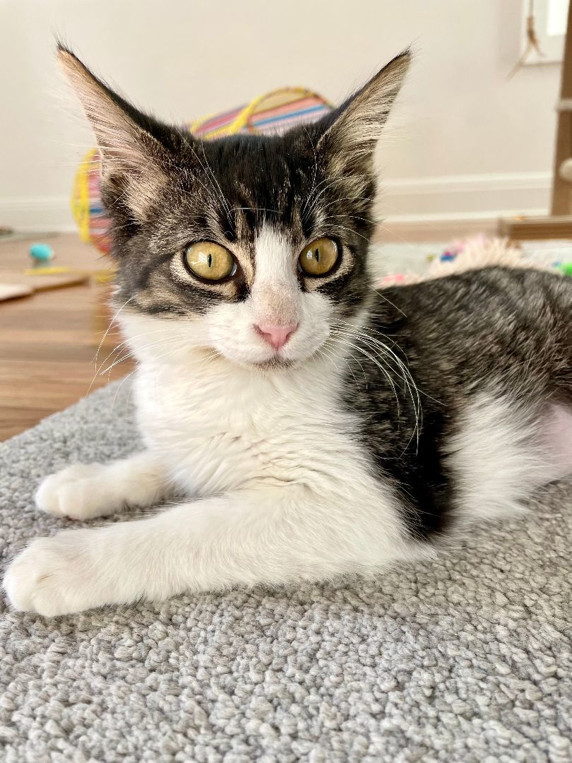 Enlarge Luna, a Adopted Domestic Medium Hair in Round Rock, TX image 5/6