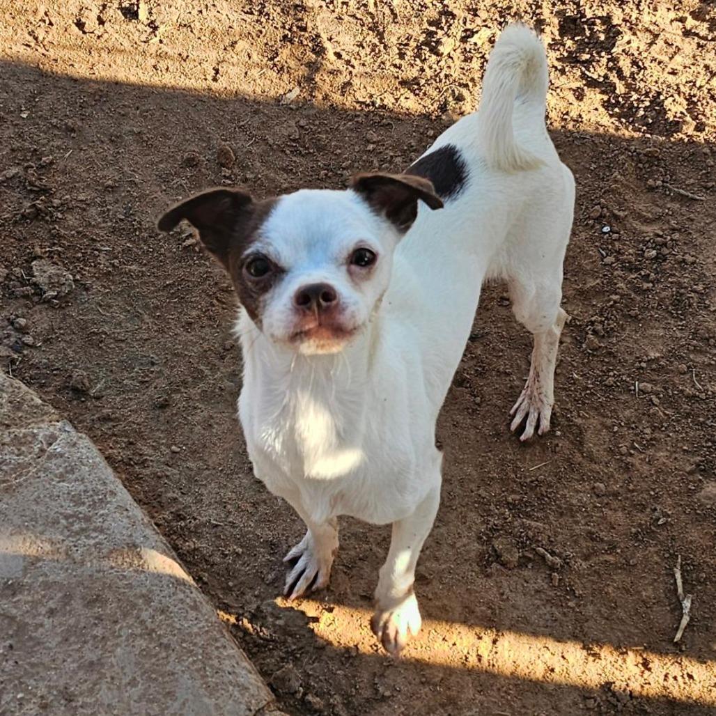 Atlas, Adoptable, Adult Male Chihuahua.