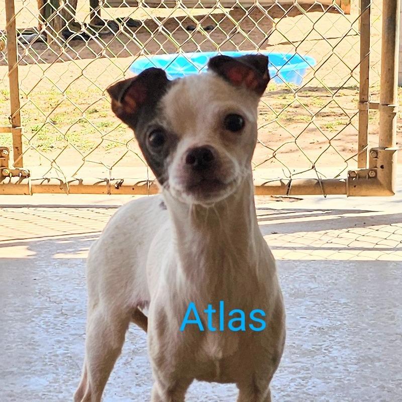 Enlarge Atlas, a Adoptable Chihuahua in Midland, TX image 2/2