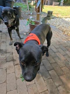 Enlarge Rucker, a Adoptable Pit Bull Terrier in cumming, GA image 2/2