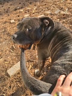 Rucker, Adoptable, Adult Male Pit Bull Terrier.