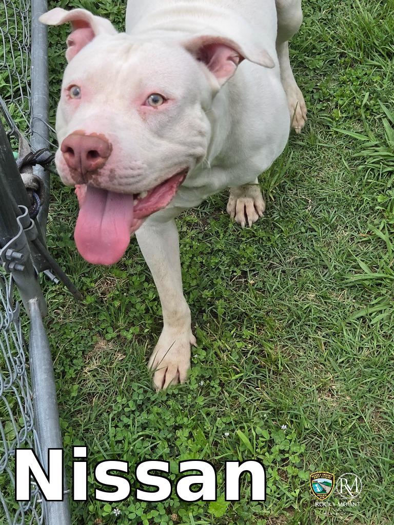 Enlarge Nissan, a Adoptable Pit Bull Terrier in Rocky Mount, NC image 1/1