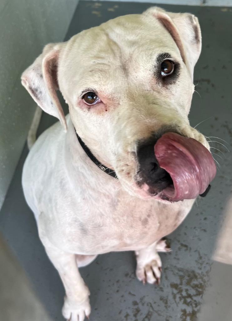 Luna C, Adoptable, Adult Female Dogo Argentino.