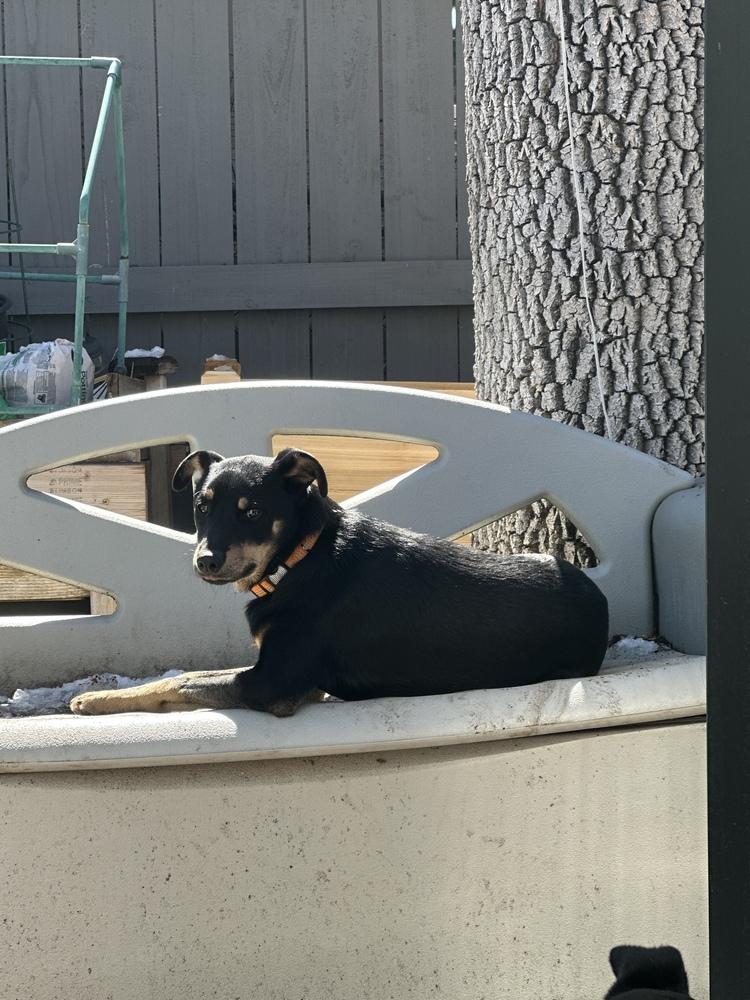 Ginger Snap, Adoptable, Puppy Female Miniature Pinscher.