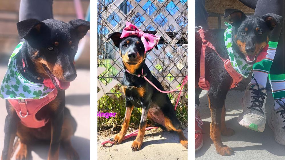 Ginger Snap, a Adoptable mixed breed in Colorado Springs, CO image 3/5