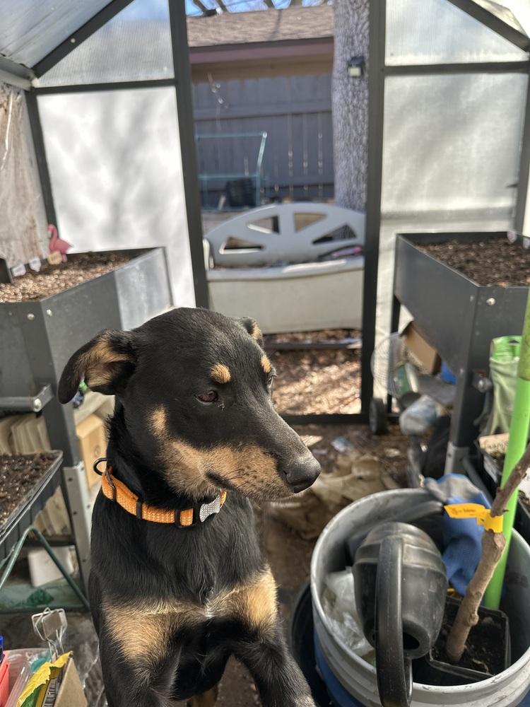 Ginger Snap, a Adoptable mixed breed in Colorado Springs, CO image 4/5