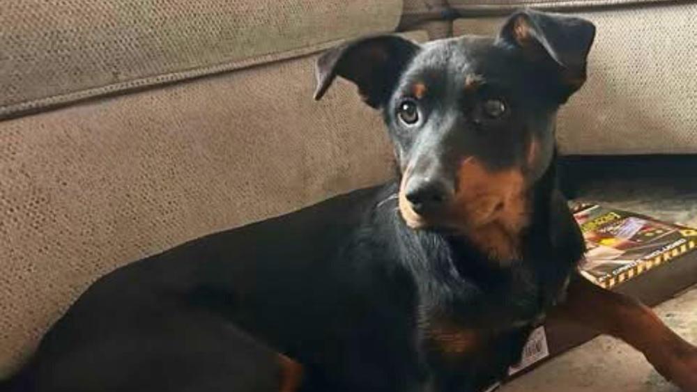 Ginger Snap, a Adoptable mixed breed in Colorado Springs, CO image 5/5