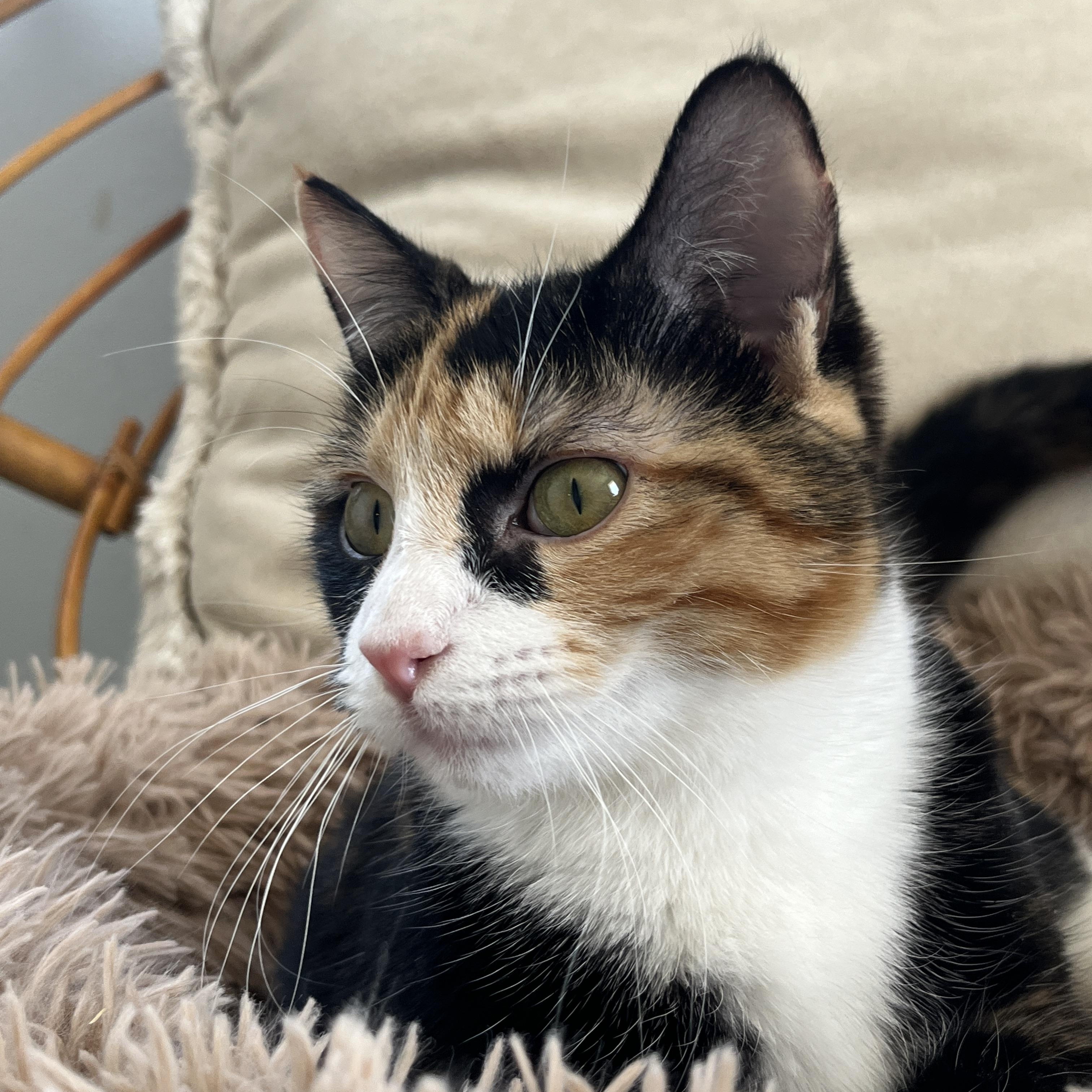 Calypso photo 3