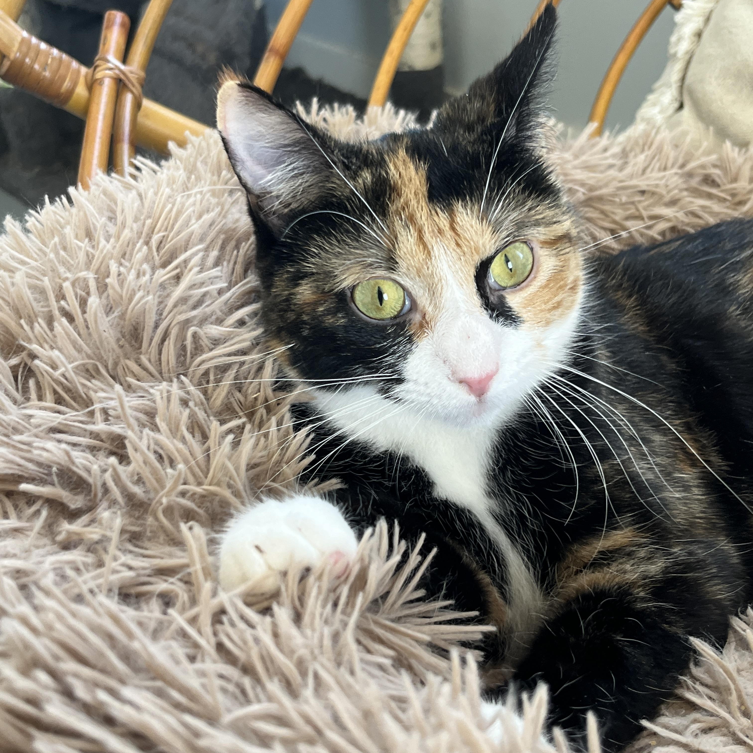 Calypso, Young Female unknown