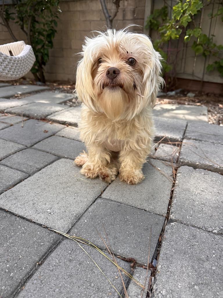 GLADYS, a ADOPTABLE Shih Tzu in Arroyo Grande, CA image 5/6