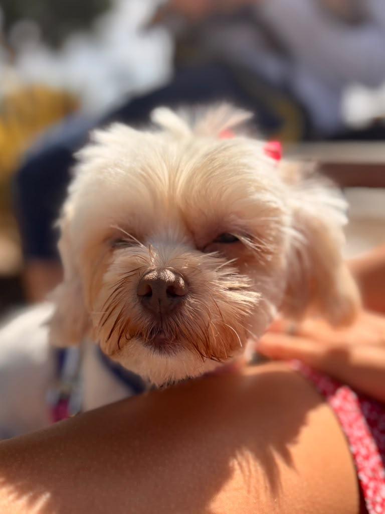 GLADYS, a ADOPTABLE Shih Tzu in Arroyo Grande, CA image 2/6