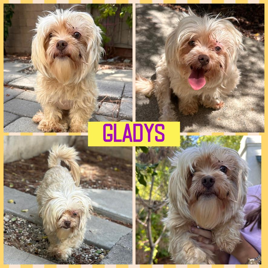 GLADYS, a ADOPTABLE Shih Tzu in Arroyo Grande, CA image 6/6