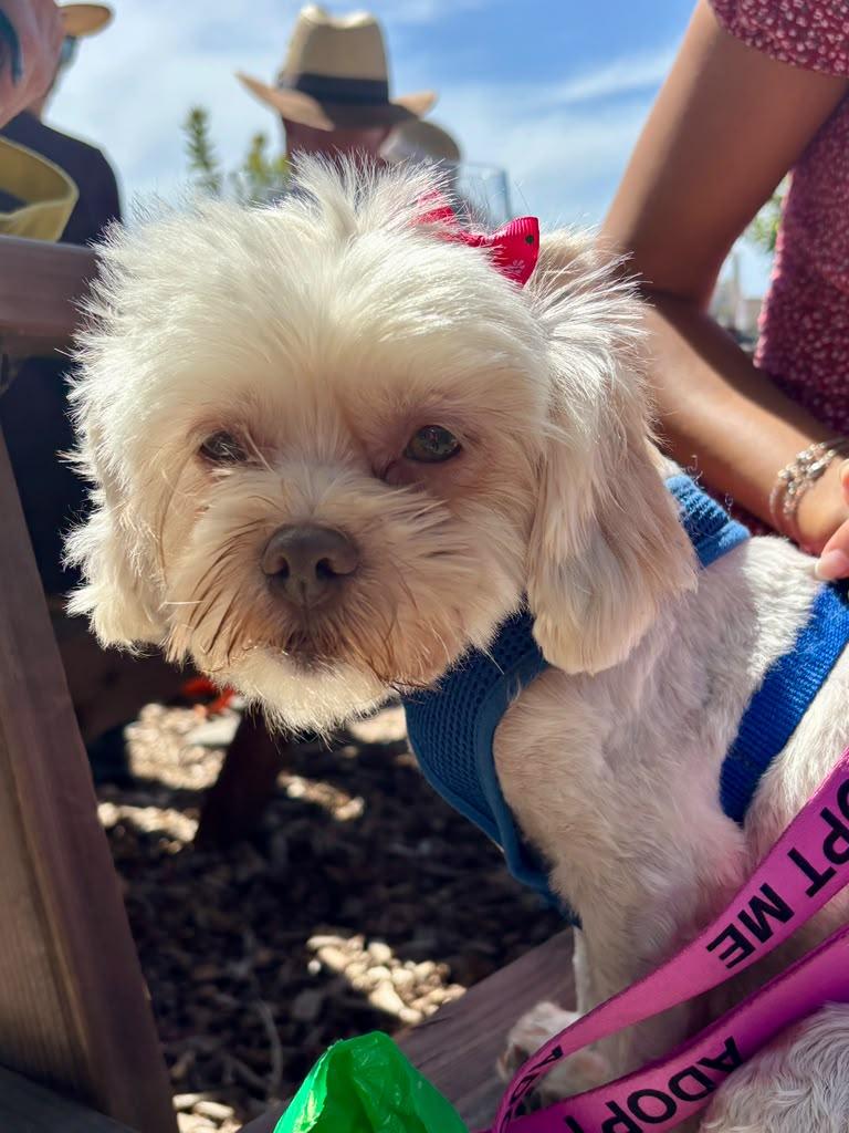 GLADYS, a ADOPTABLE Shih Tzu in Arroyo Grande, CA image 1/6
