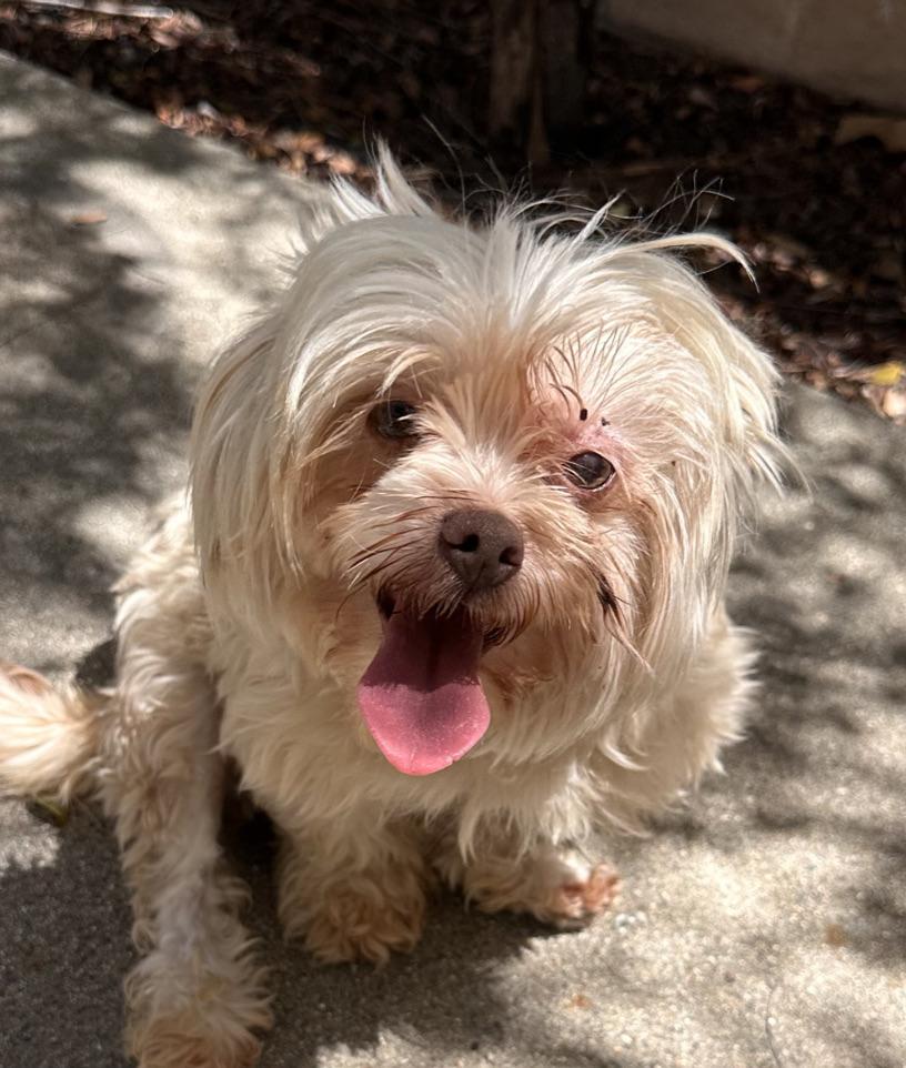GLADYS, a ADOPTABLE Shih Tzu in Arroyo Grande, CA image 4/6