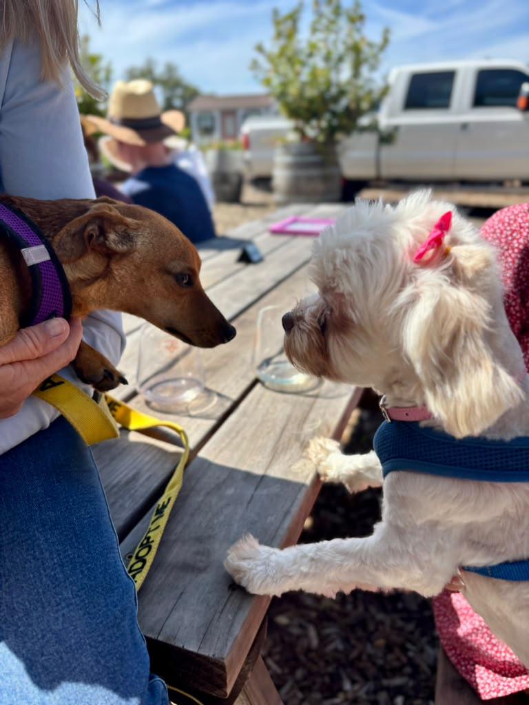 GLADYS, a ADOPTABLE Shih Tzu in Arroyo Grande, CA image 3/6