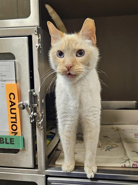 Enlarge DOMINIC, a Adoptable Domestic Short Hair in Clyde, NC image 1/1