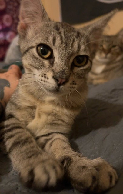Herman