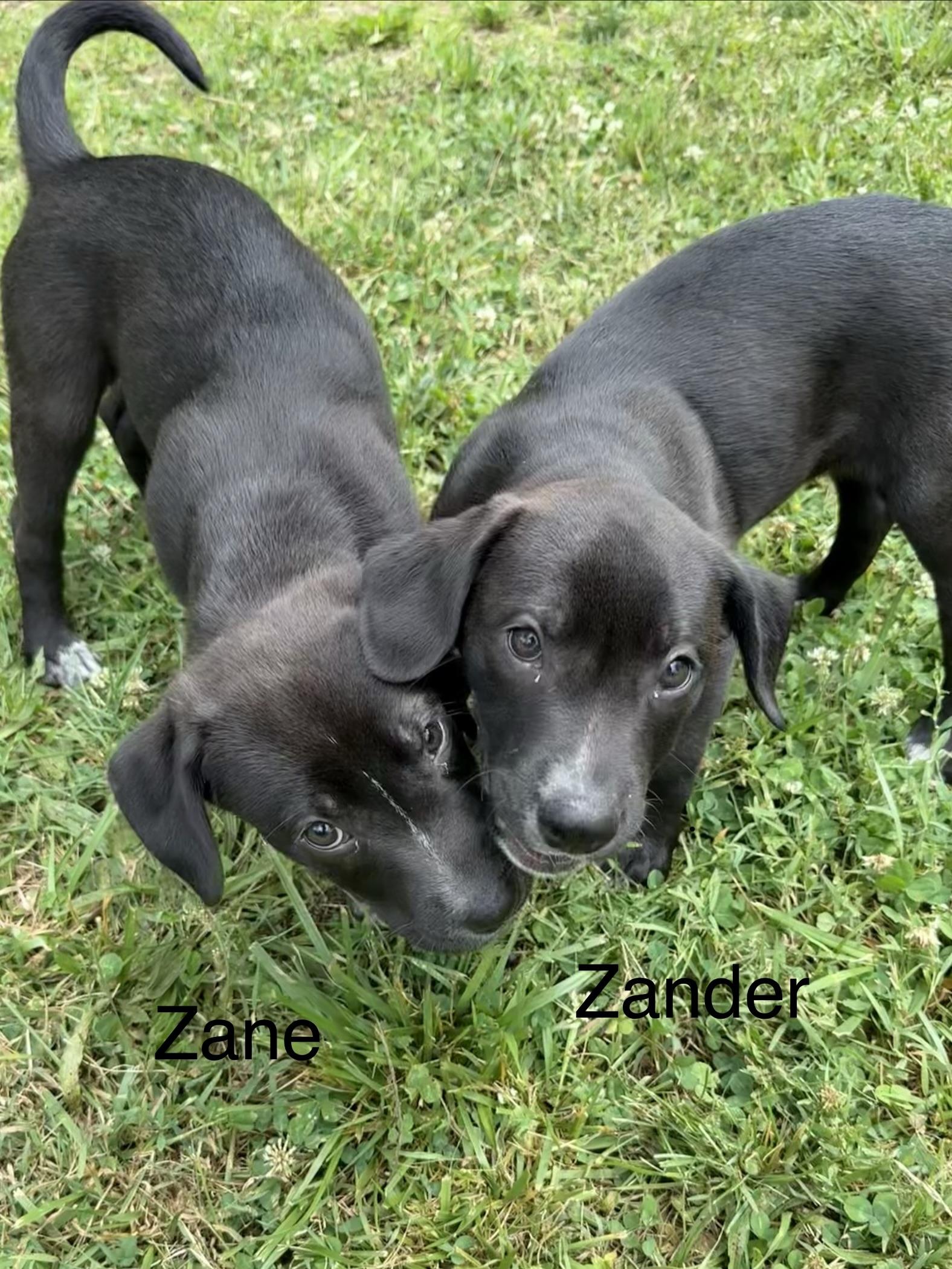 Enlarge Zane and Zander, a ADOPTABLE mixed breed in Succasunna, NJ image 4/6