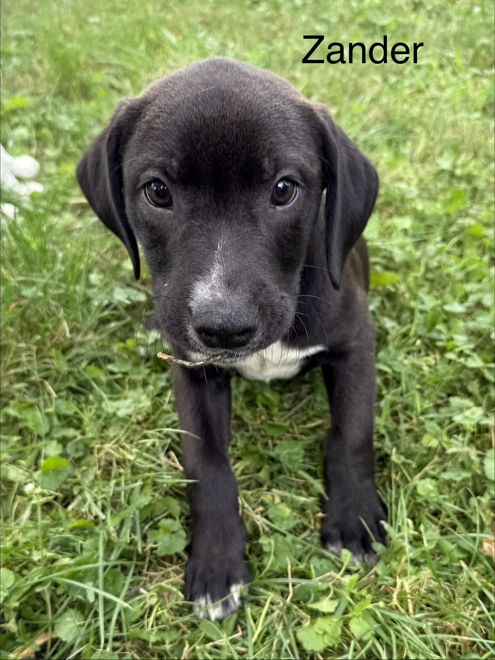 Zane and Zander, ADOPTABLE, Puppy Male Black Labrador Retriever.