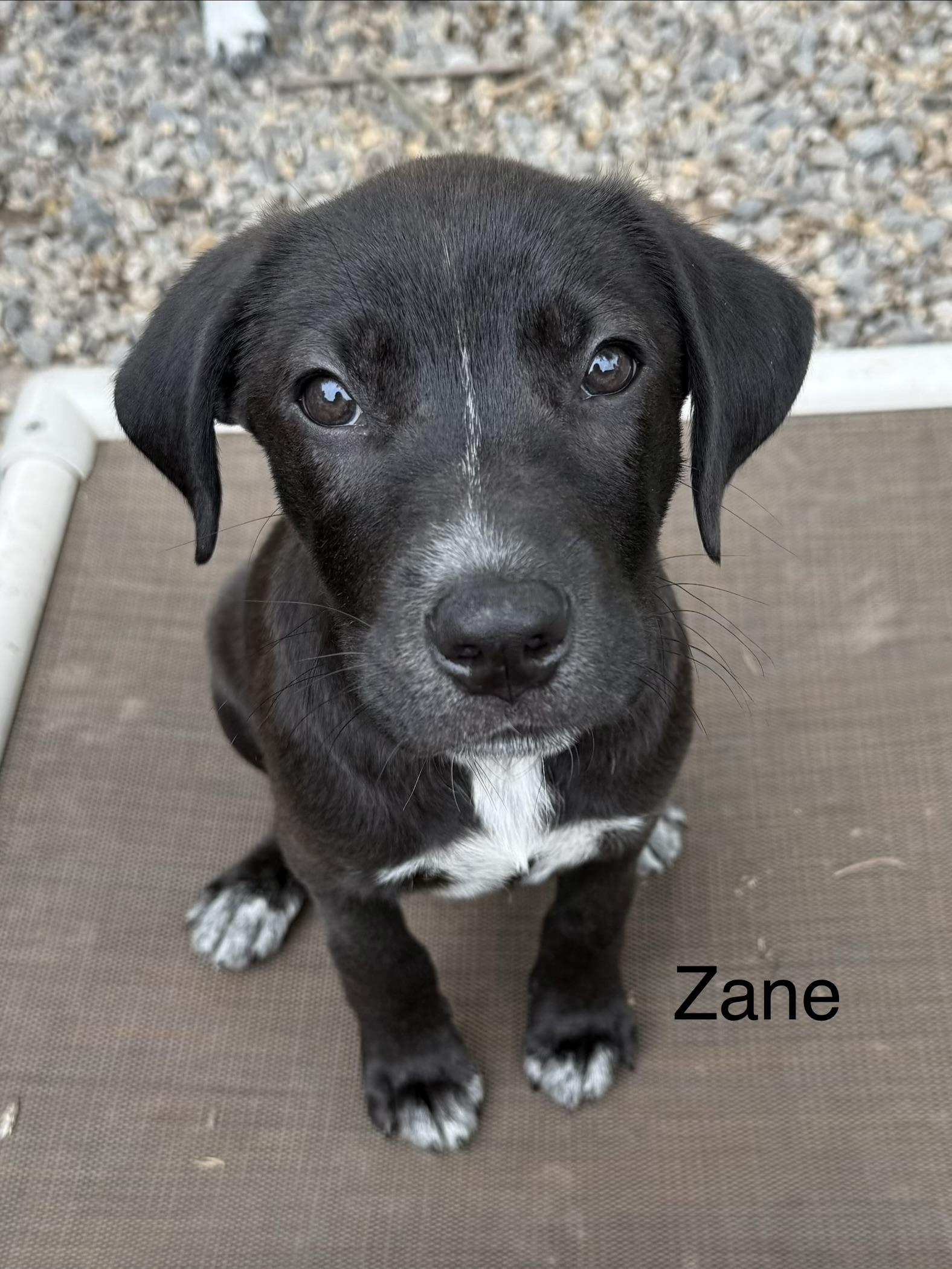 Enlarge Zane and Zander, a ADOPTABLE mixed breed in Succasunna, NJ image 5/6