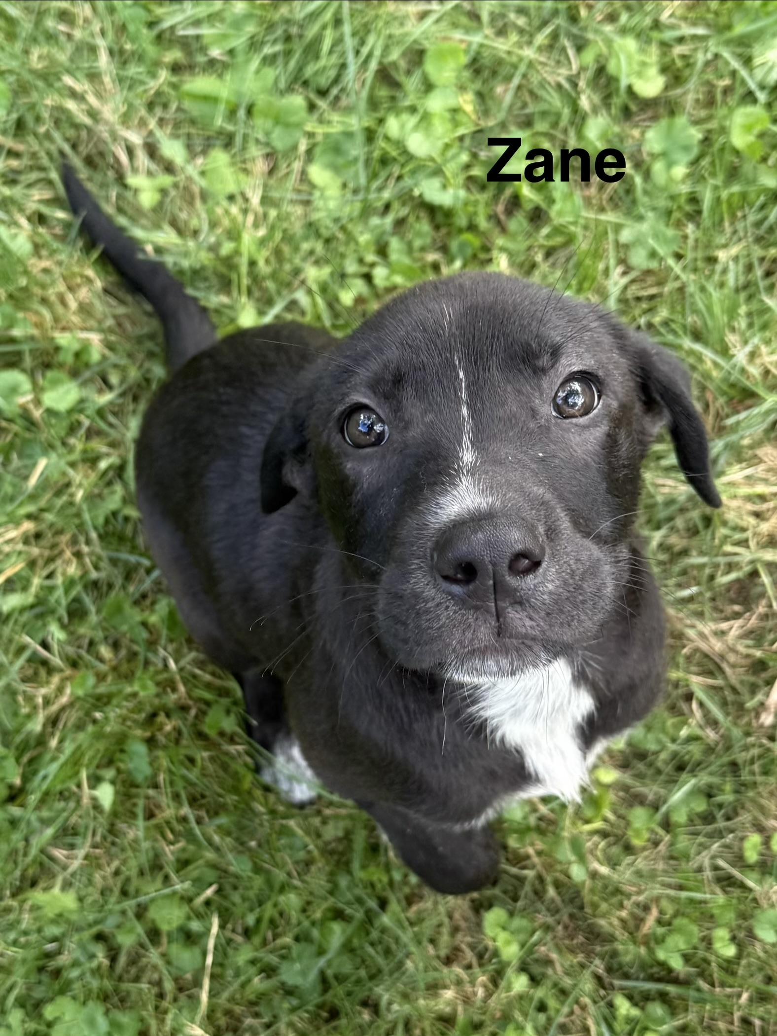 Enlarge Zane and Zander, a ADOPTABLE mixed breed in Succasunna, NJ image 2/6