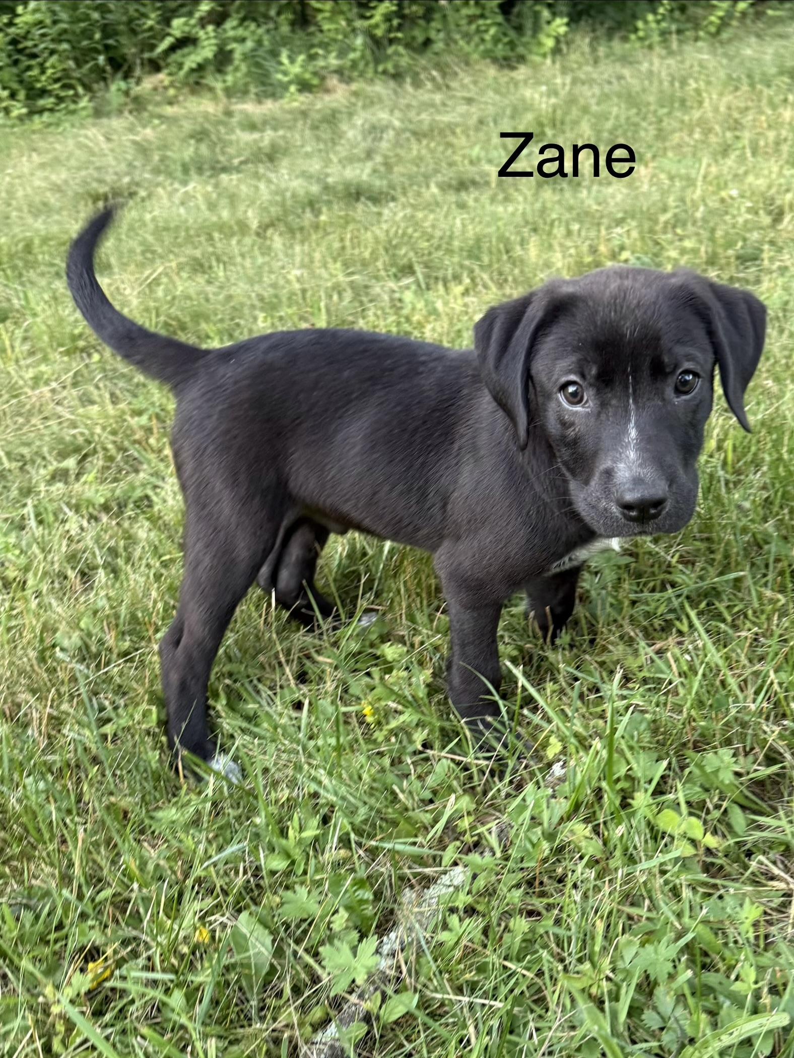 Enlarge Zane and Zander, a ADOPTABLE mixed breed in Succasunna, NJ image 6/6