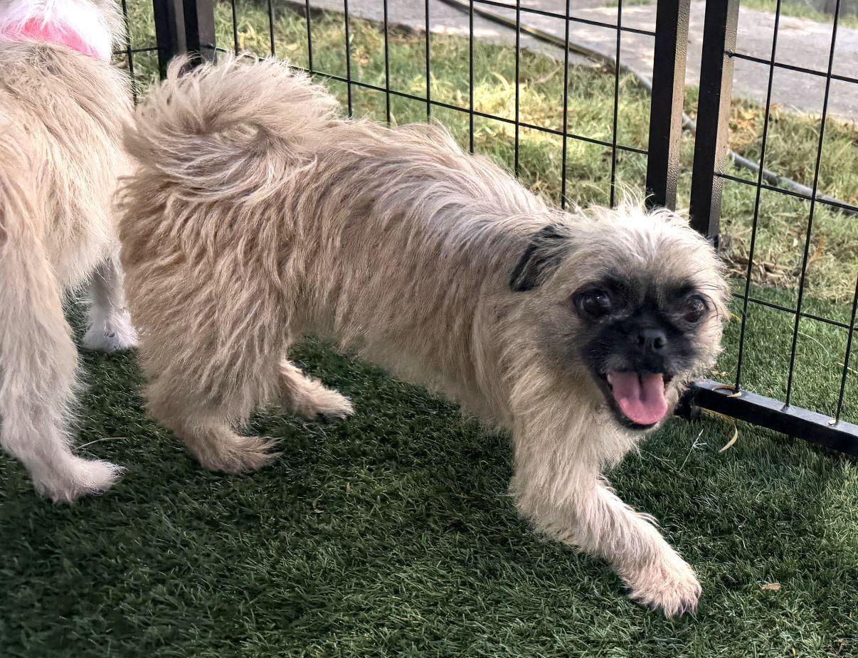 Enlarge Isla, a Adopted mixed breed in El Paso, TX image 1/5