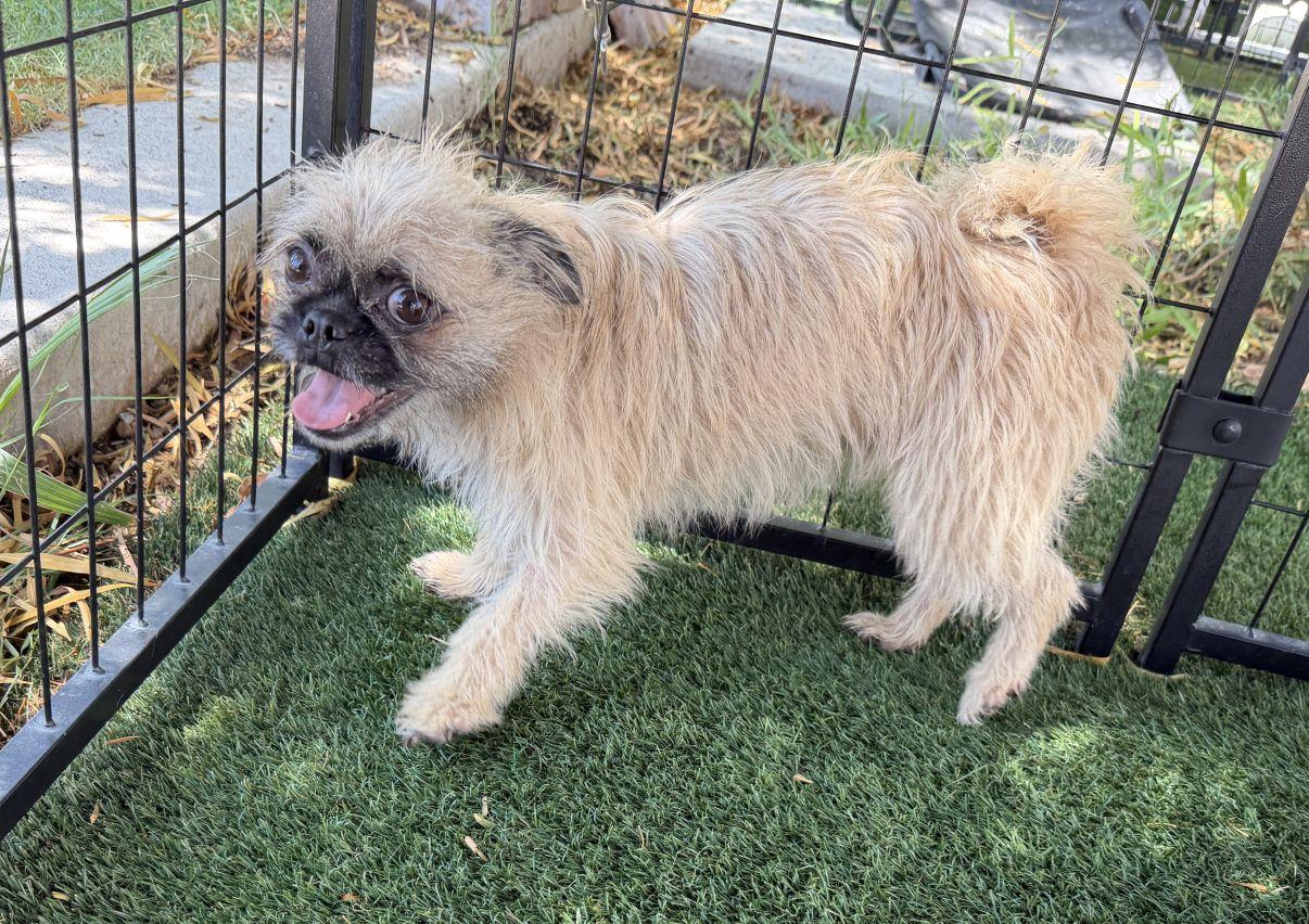 Enlarge Isla, a Adopted mixed breed in El Paso, TX image 3/5