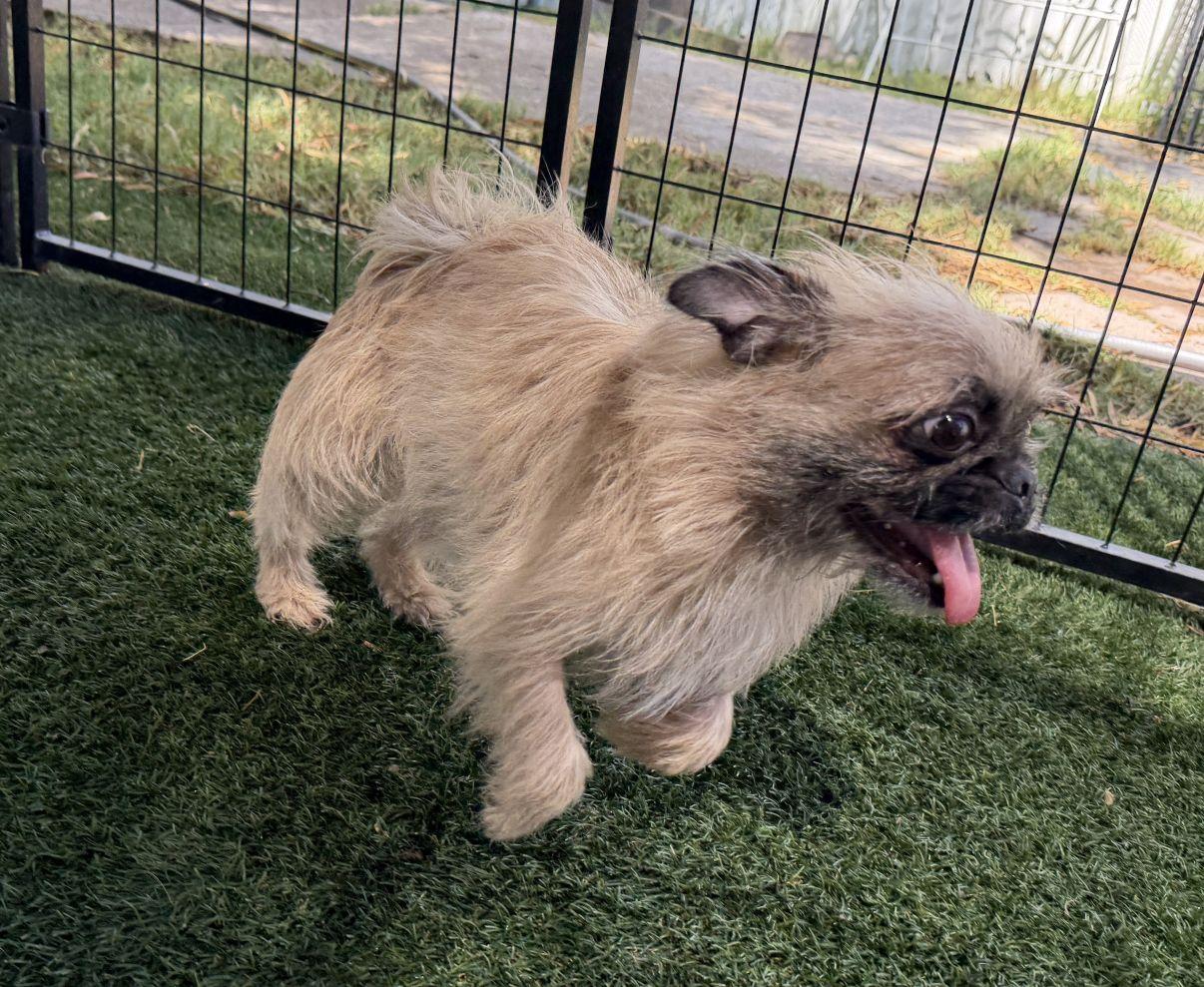 Enlarge Isla, a Adopted mixed breed in El Paso, TX image 2/5