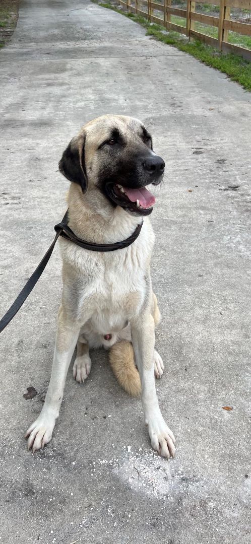 Denali , a Adoptable Anatolian Shepherd in Oviedo, FL image 1/4