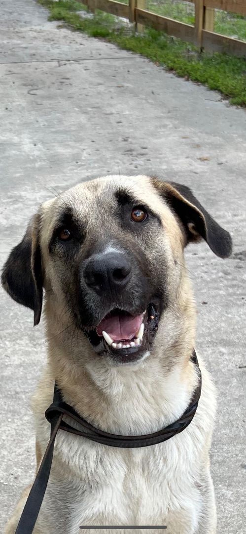 Denali , a Adoptable Anatolian Shepherd in Oviedo, FL image 2/4