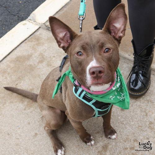 Enlarge Bex, a Adoptable mixed breed in Washington, DC image 1/3