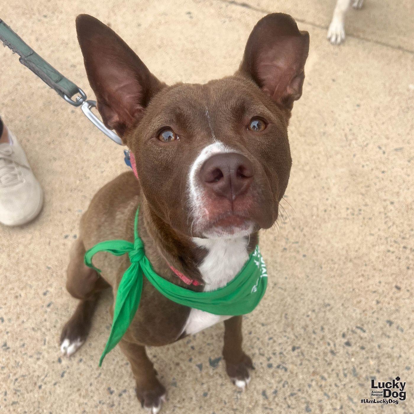 Bex, Adoptable, Young Female Retriever & Terrier.