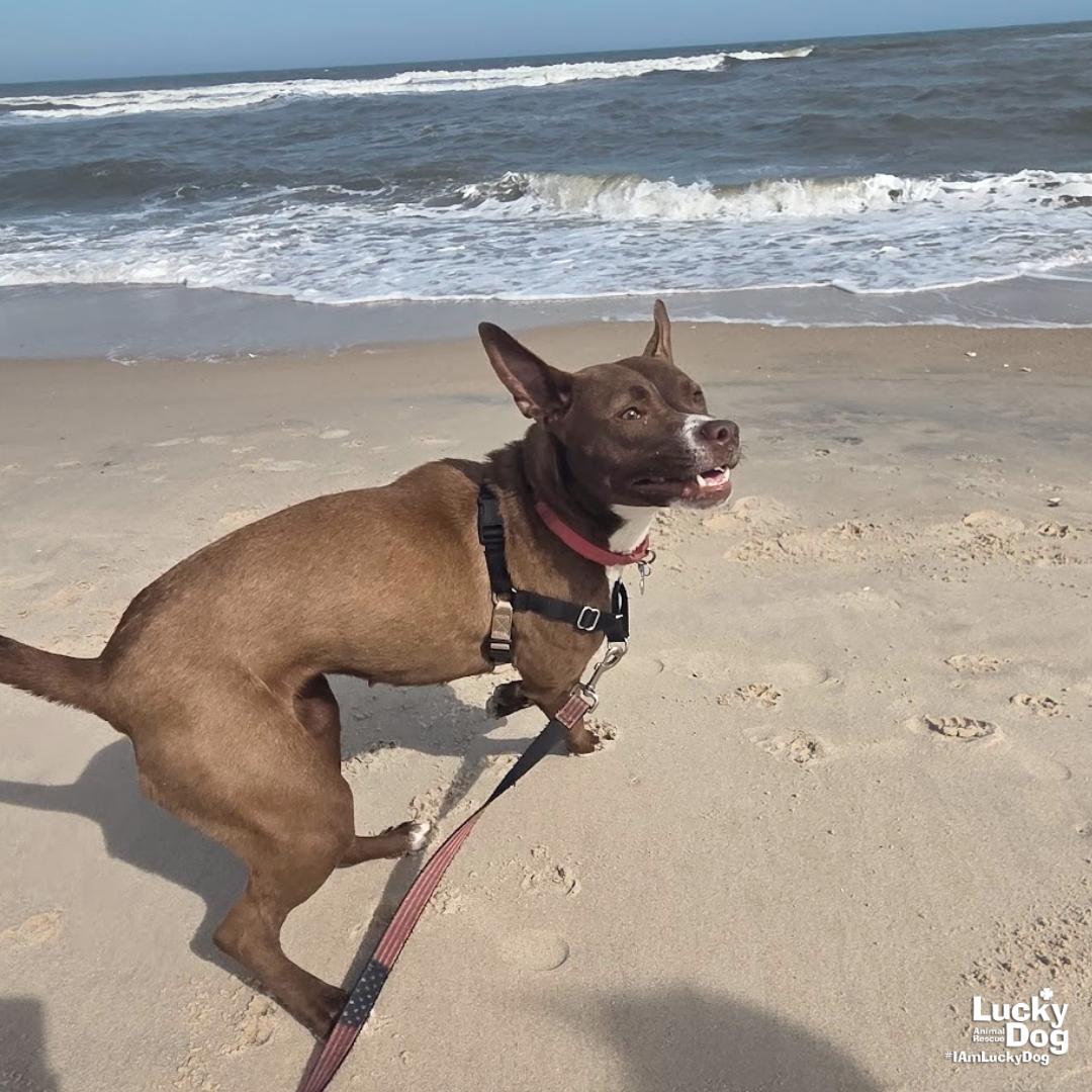 Enlarge Bex, a Adoptable mixed breed in Washington, DC image 2/3