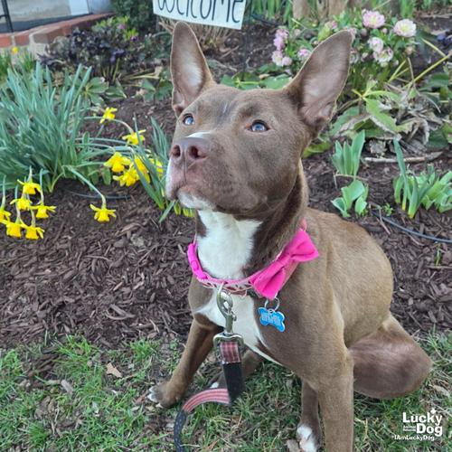 Enlarge Bex, a Adoptable mixed breed in Washington, DC image 3/3