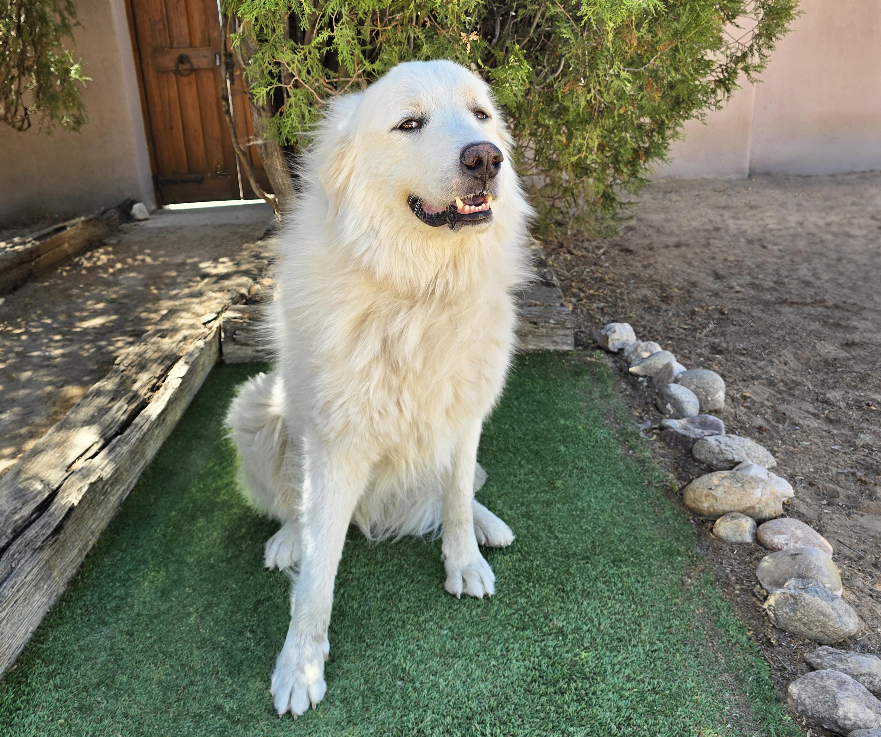 Enlarge King Kai - SWEET Pyr Perfection, a Adoptable Great Pyrenees in Albuquerque, NM image 2/2