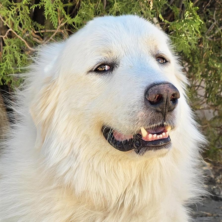 King Kai - SWEET Pyr Perfection, Adoptable, Young Male Great Pyrenees.