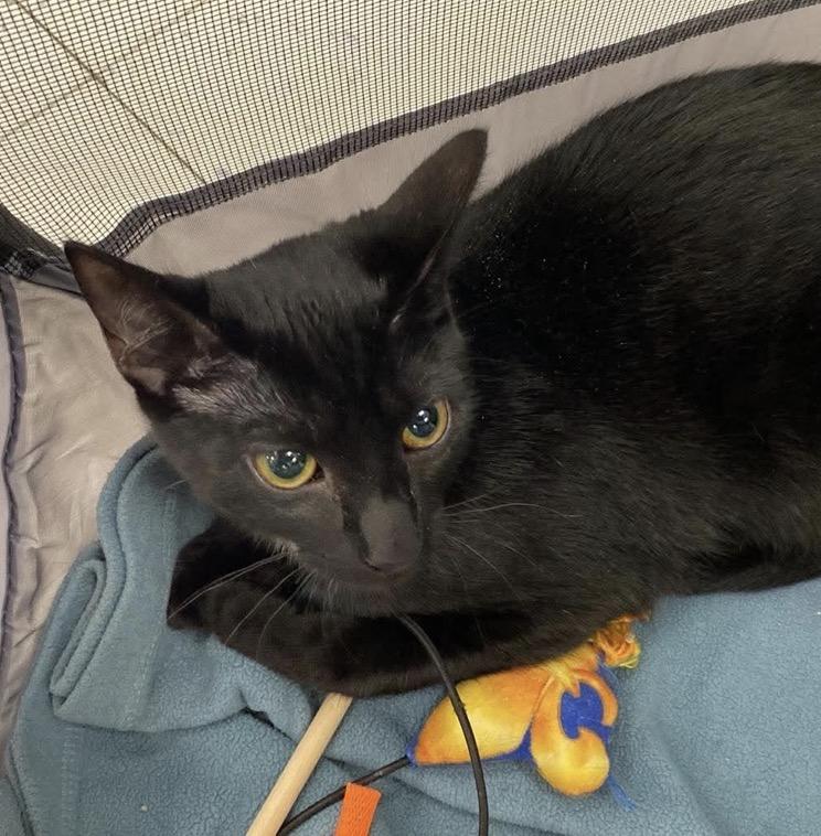 Mira, Adoptable, Young Female Domestic Short Hair.